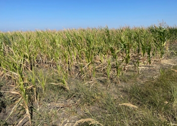 „Record” în agricultura timișeană! Se anunță cele mai slabe producții din istoria recentă a Banatului