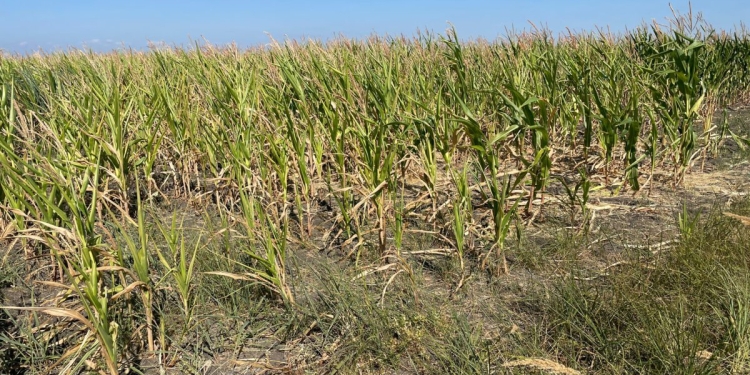 „Record” în agricultura timișeană! Se anunță cele mai slabe producții din istoria recentă a Banatului