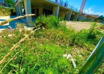 Se împart amenzi pentru cei care nu au tăiat ambrozia