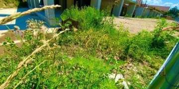 Se împart amenzi pentru cei care nu au tăiat ambrozia