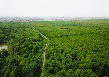 Viceprimarul Tabără: „Riscul de a pierde Pădurea Verde este foarte mare”