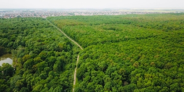 Viceprimarul Tabără: „Riscul de a pierde Pădurea Verde este foarte mare”