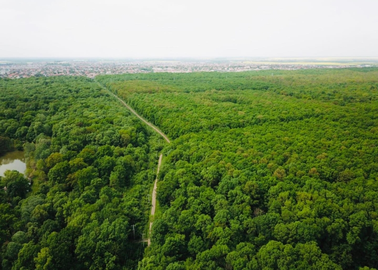 Viceprimarul Tabără: „Riscul de a pierde Pădurea Verde este foarte mare”