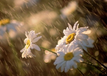 Anunțul mult așteptat! Când scăpăm de caniculă în Banat