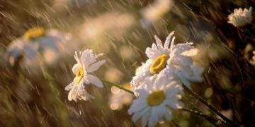 Anunțul mult așteptat! Când scăpăm de caniculă în Banat