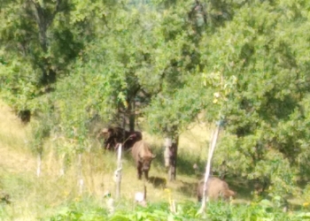 FOTO&VIDEO Alertă de… zimbrii! Animalele au intrat în curțile unor case din vestul țării