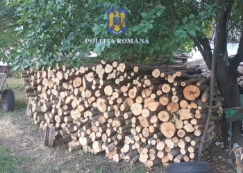 11 persoane reținute, după percheziții într-un dosar de tăiere ilegală de arbori, furt și tăinuire