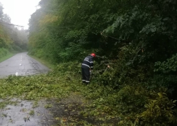 Copaci căzuți și gopodării inundate după furtuna puternică din Timiș