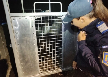 Urs capturat în municipiul Petroșani, eliberat în pădure de jandarmii hunedoreni