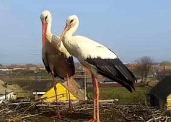 Berzele din Cărpiniș se pregătesc de țările calde