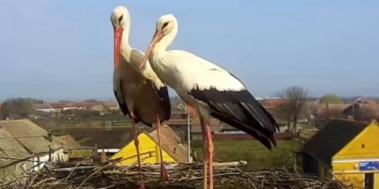 Berzele din Cărpiniș se pregătesc de țările calde