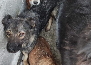 „Umanitate” și „decență”, la adăpostul public de câini din Arad! Au vopsit și animalele odată cu boxele