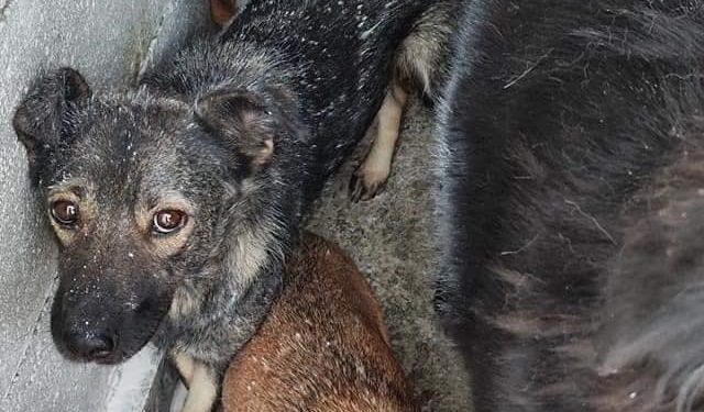 „Umanitate” și „decență”, la adăpostul public de câini din Arad! Au vopsit și animalele odată cu boxele