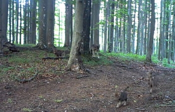 VIDEO Imagini rare cu o haită de lupi și puii lor, în Parcul Național Semenic – Cheile Carașului! Animalele sălbatice sunt uneori mai sensibile decât oamenii