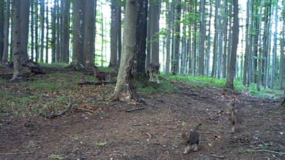VIDEO Imagini rare cu o haită de lupi și puii lor, în Parcul Național Semenic – Cheile Carașului! Animalele sălbatice sunt uneori mai sensibile decât oamenii