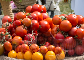 Se pregătește Sărbătoarea tomatelor, la Timișoara