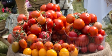 Se pregătește Sărbătoarea tomatelor, la Timișoara