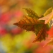 Se răcorește vremea în Banat. Prognoza meteo pentru următoarele două săptămâni