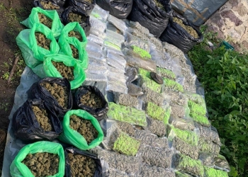 „Banatu-i fruncea” și la droguri! Captură record de stupefiante în vestul țării! Sute de kg de cannabis ridicate de polițiști