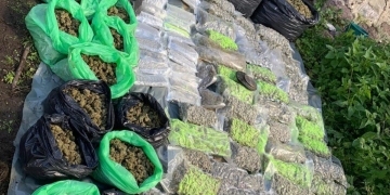 „Banatu-i fruncea” și la droguri! Captură record de stupefiante în vestul țării! Sute de kg de cannabis ridicate de polițiști