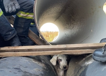 VIDEO Cățel salvat de pompierii arădeni