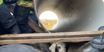 VIDEO Cățel salvat de pompierii arădeni