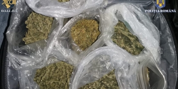 VIDEO Percheziții în vestul țării! Persoane reținute pentru trafic de droguri