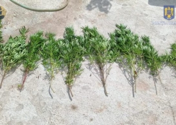DIICOT a reținut o persoană care creștea cannabis în casă