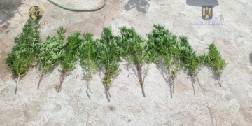 DIICOT a reținut o persoană care creștea cannabis în casă