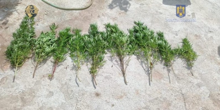 DIICOT a reținut o persoană care creștea cannabis în casă
