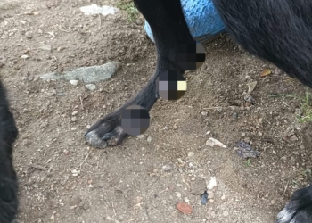 Doi câini au fost legați de o căruță și târâți pe carosabil