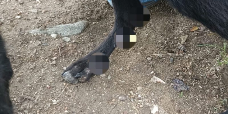 Doi câini au fost legați de o căruță și târâți pe carosabil