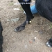 Doi câini au fost legați de o căruță și târâți pe carosabil