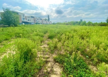 Atât s-a putut! Doar 11 amenzi au aplicat polițiștii locali din Timișoara, proprietarilor de terenuri „inundate” de ambrozie