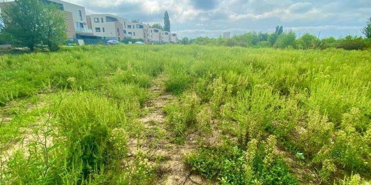 Atât s-a putut! Doar 11 amenzi au aplicat polițiștii locali din Timișoara, proprietarilor de terenuri „inundate” de ambrozie