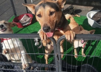 Primăria Timișoara, planuri de a realiza un adăpost pentru câini la marginea orașului