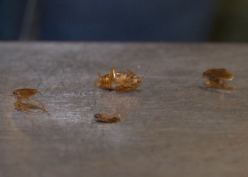 VIDEO Hala de carne și lactate din Badea Cârțan a fost închisă! Se vindeau gândaci și rugină la pachet cu alimentele