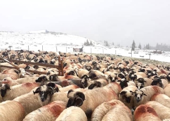 A nins în Banat! Primul strat de zăpadă din acest sezon s-a așezat în Munții Țarcu