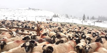 A nins în Banat! Primul strat de zăpadă din acest sezon s-a așezat în Munții Țarcu