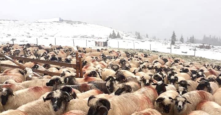 A nins în Banat! Primul strat de zăpadă din acest sezon s-a așezat în Munții Țarcu