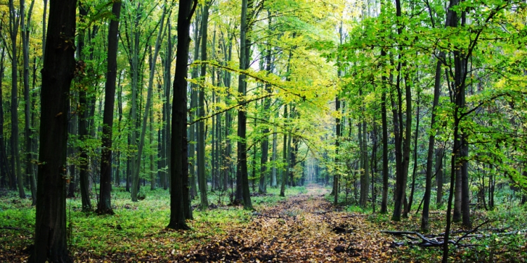 Zece localități din Timiș se pregătesc pentru împăduriri