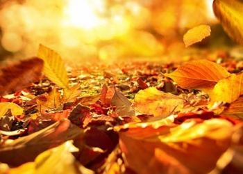 Toamna își intră în drepturi. Prognoza meteo pentru următoarele două săptămâni în Banat