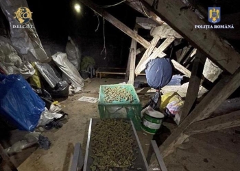 Au cultivat canabis pe o suprafață de 2.000 de metri pătrați