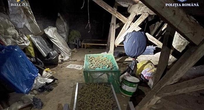 Au cultivat canabis pe o suprafață de 2.000 de metri pătrați
