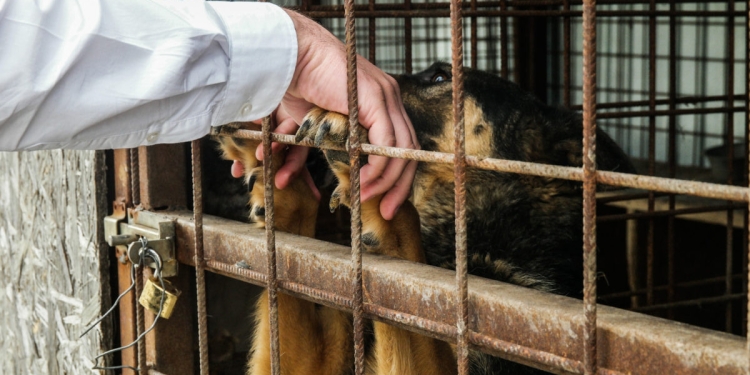 Zeci de câini dintr-un adăpost din vestul țării își trăiesc ultimele ore de viață! Primăria îi eutanasiază!