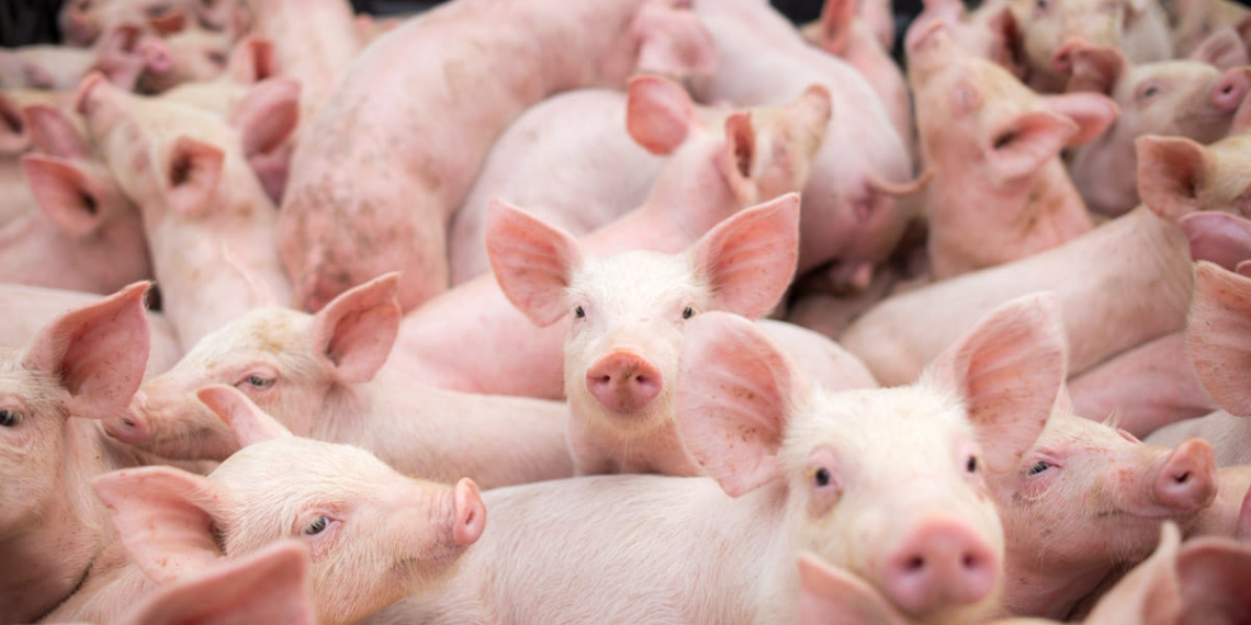 Pesta porcină nu se lasă dusă din Timiș! La Uivar a apărut cel mai recent focar