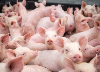 Pesta porcină nu se lasă dusă din Timiș! La Uivar a apărut cel mai recent focar