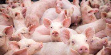 Pesta porcină nu se lasă dusă din Timiș! La Uivar a apărut cel mai recent focar