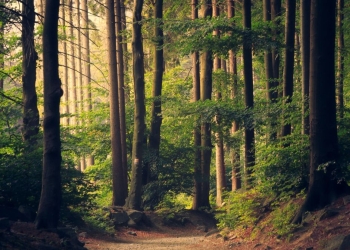 Bunica și nepoțelul, rătăciți într-o pădure din Timiș! Au plecat la cules de ciuperci și n-au mai găsit drumul spre casă