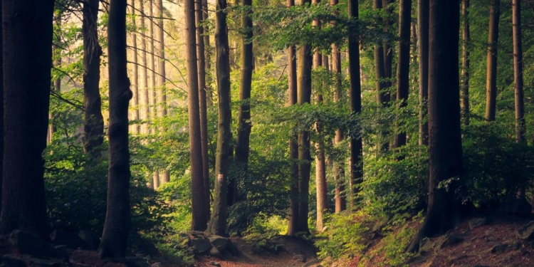 Bunica și nepoțelul, rătăciți într-o pădure din Timiș! Au plecat la cules de ciuperci și n-au mai găsit drumul spre casă